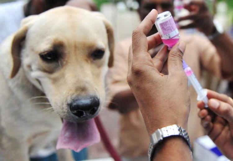 Профилактика бешенства животных