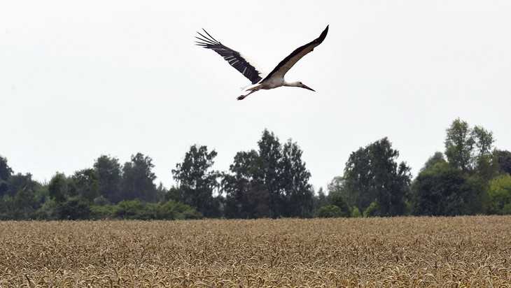 На Брянщине завершается уборочная кампания