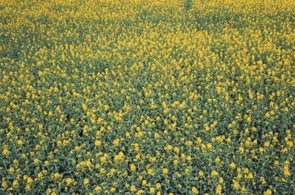 Площадь рапсовых полей в Брянской области растет