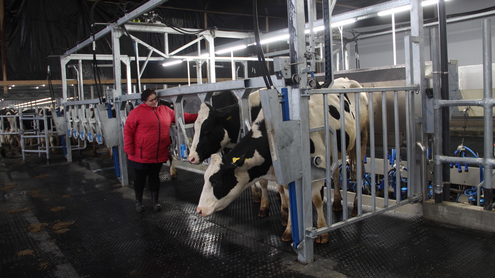 В Брасовском районе на животноводческом комплексе «Александровский» созданы 70 рабочих мест