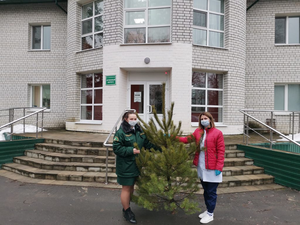 Лесники Брянской области участвуют в акции «Ёлочка-врачам»