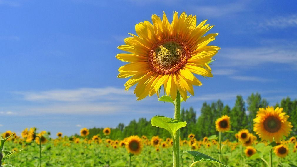 Брянской области выделили 82,9 млн рублей на производство масличных культур