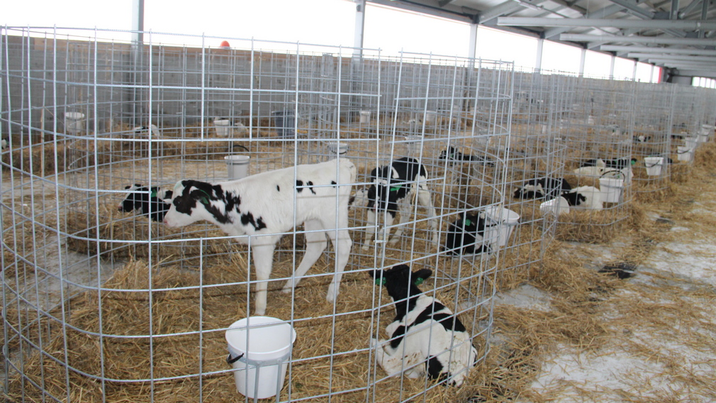 На Брасовском животноводческом комплексе «Александровский» выращивают 600 телят