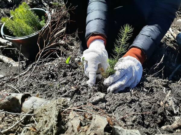 В брянских лесах в 2021 году  3,2 тысяч га деревьев восстановили