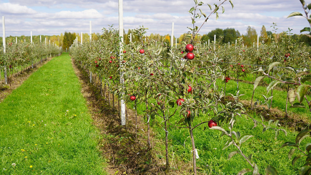На Брянщине посадили 169 гектаров садов в прошлом году