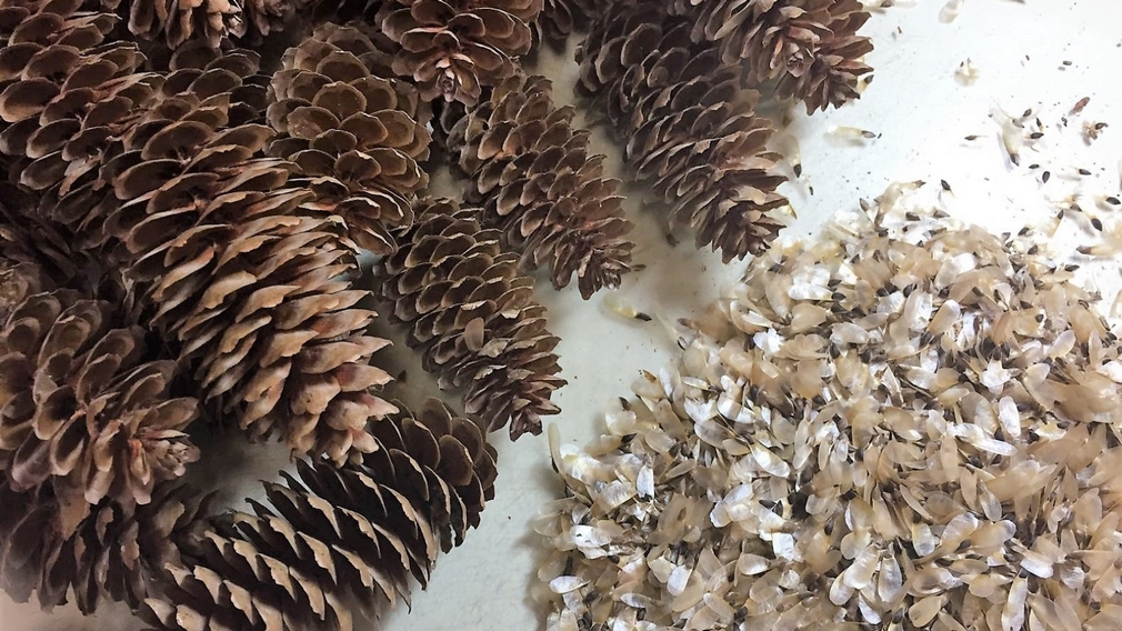 Брянская область стала лидирующим регионом ЦФО по заготовке семян лесных растений