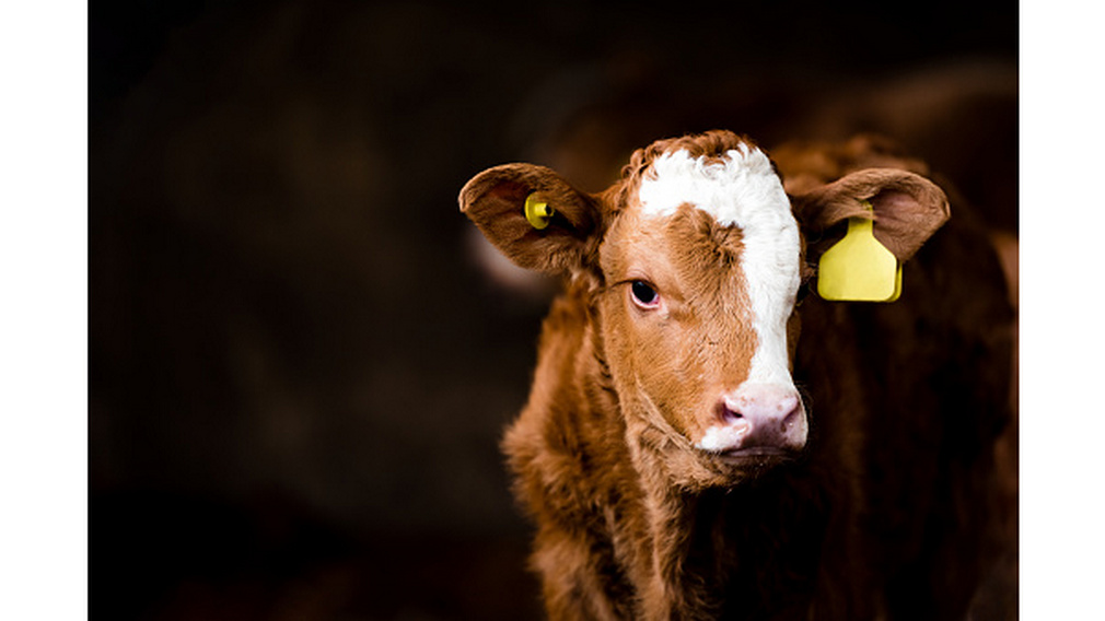 В этом году на на работу по оздоровлению скота от вируса лейкоза КРС направят 40 млн рублей