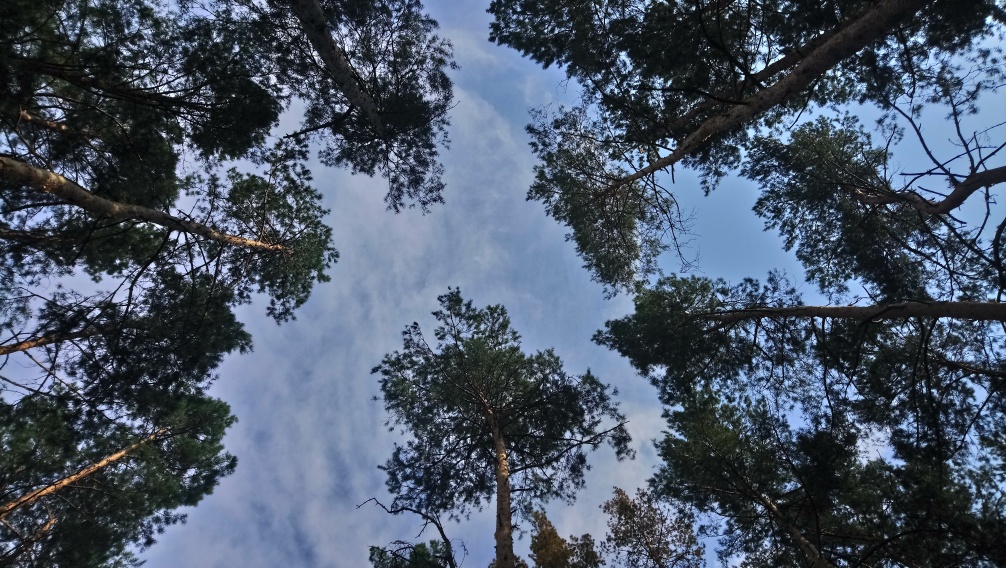 В федеральный план лесоустройства вошла почти половина лесов Брянской области