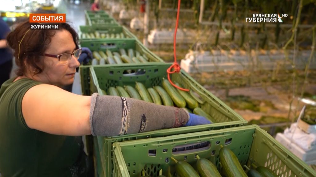Тепличный комбинат в брянских Журиничах в 6 раз увеличит производство овощей