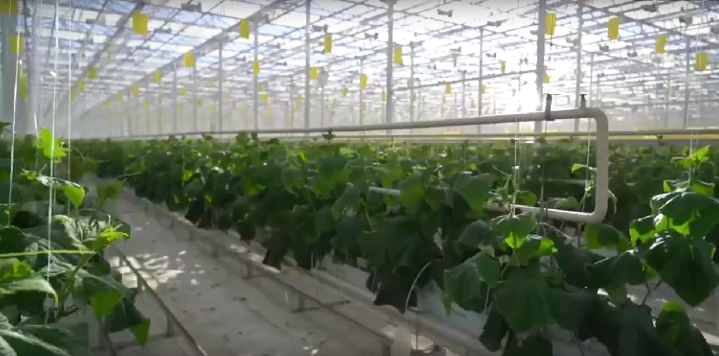 Александр Богомаз рассказал об импортозамещении в брянских Журиничах