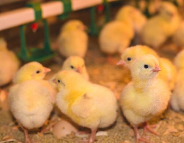 АПХ «Мираторг» увеличит производство мяса птицы в Брянской области