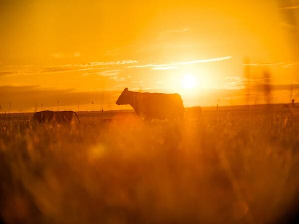 На Брянщине АПХ «Мираторг» в марте откроет 3 новые фермы КРС