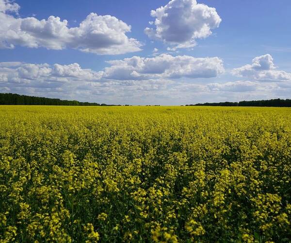 Эксперты высоко оценили знаковость визита аграриев ЛДНР на Брянщину