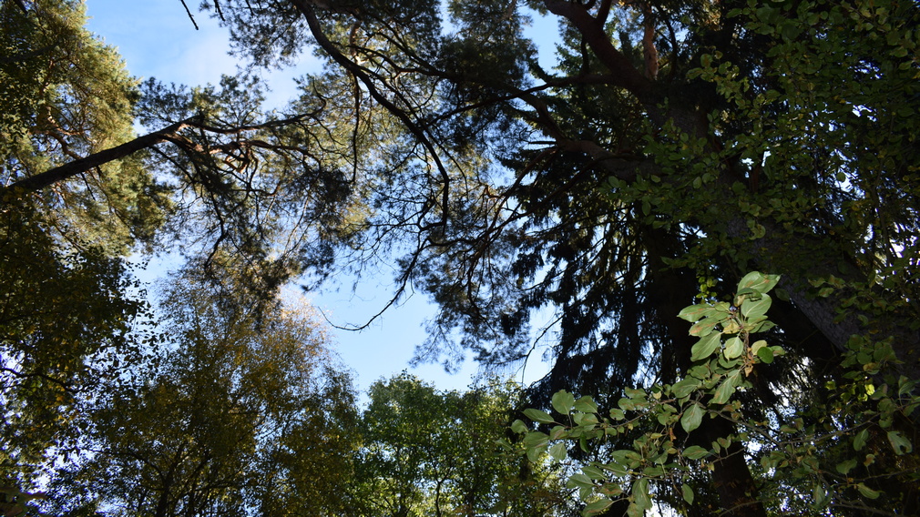  Работы по лесовосстановлению будут проводиться на Брянщине