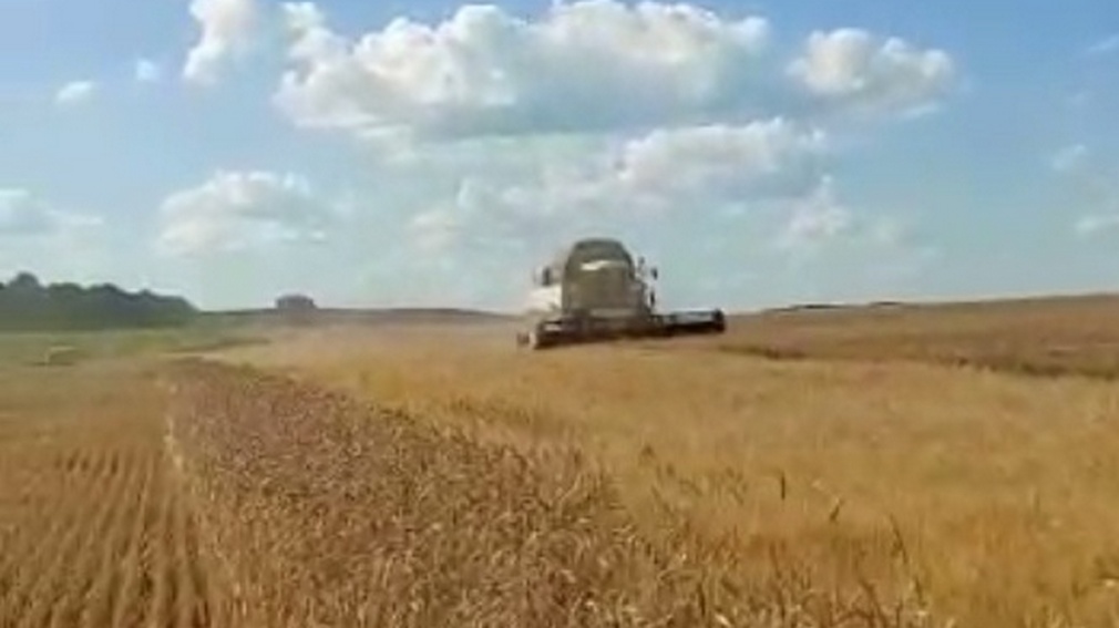 В сельских хозяйствах Брянщины приступили к уборке озимых культур зерновых