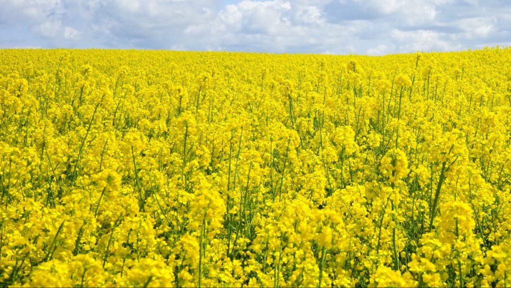 Значительные успехи брянских производителей рапса отметили в Минсельхозе