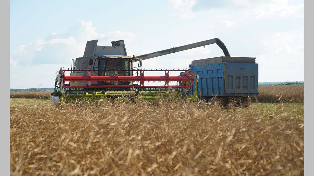 В Брянской области начали убирать озимый рапс