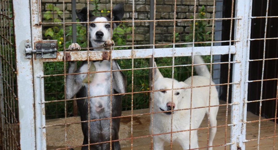 У более 100 собак из брянского приюта для бездомных животных теперь есть  хозяева