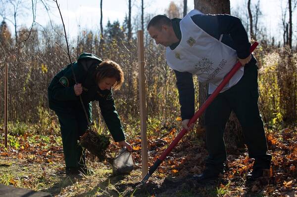Брянцы смогут принять участие в акции «Сохраним лес»