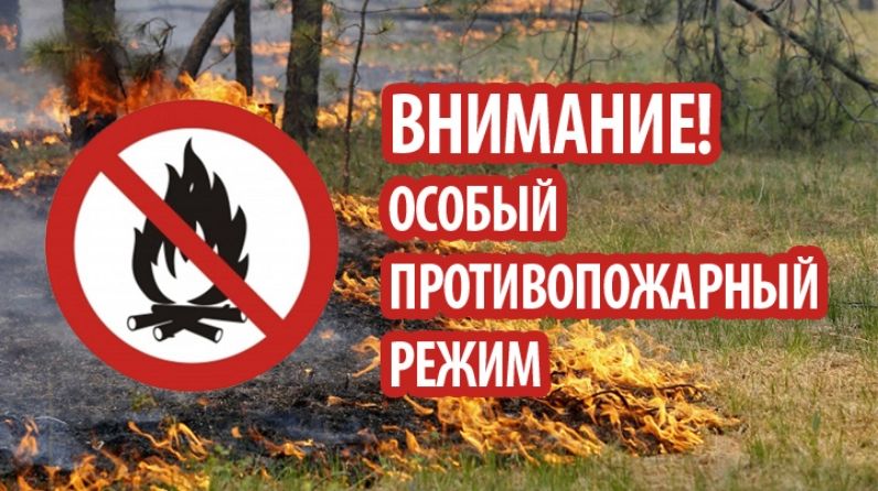 В брянских лесах введен особый противопожарный режим