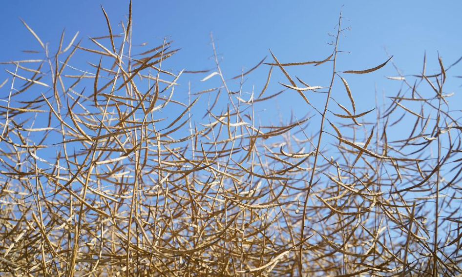 В Брянской области активно ведется посев озимого рапса