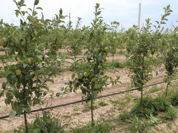  На Брянщине зреет первый урожай яблок, выращенных по суперинтенсивной технологии