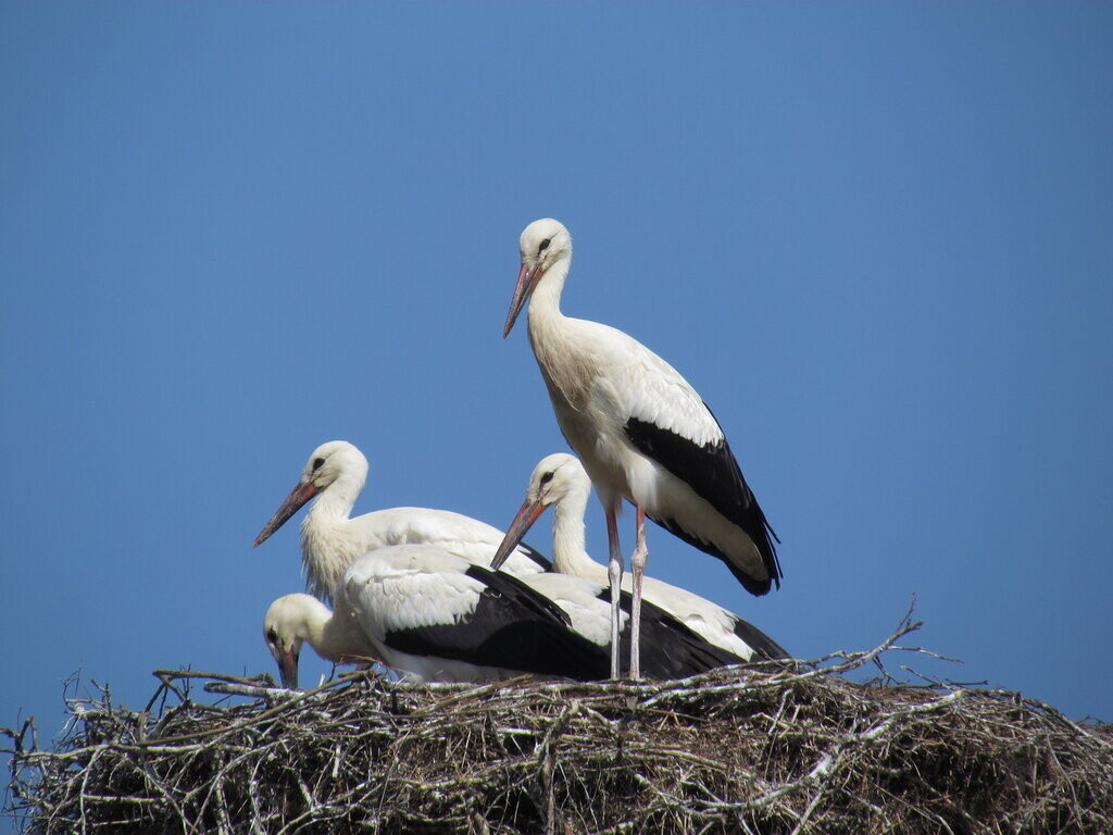 Удивительная птица — аист