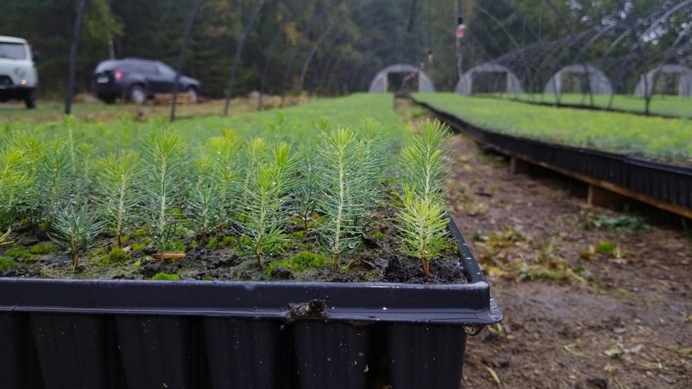 В теплицах и питомниках Брянской области выращено более 15 миллионов штук сеянцев лесных деревьев