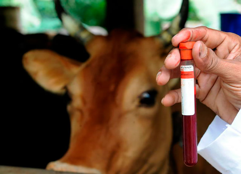 Ящур и его профилактика