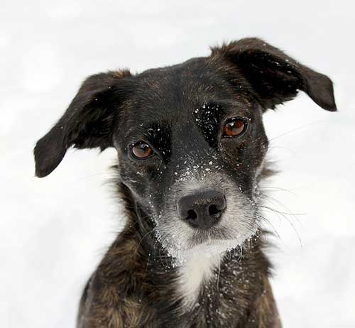 «Бродячая проблема»