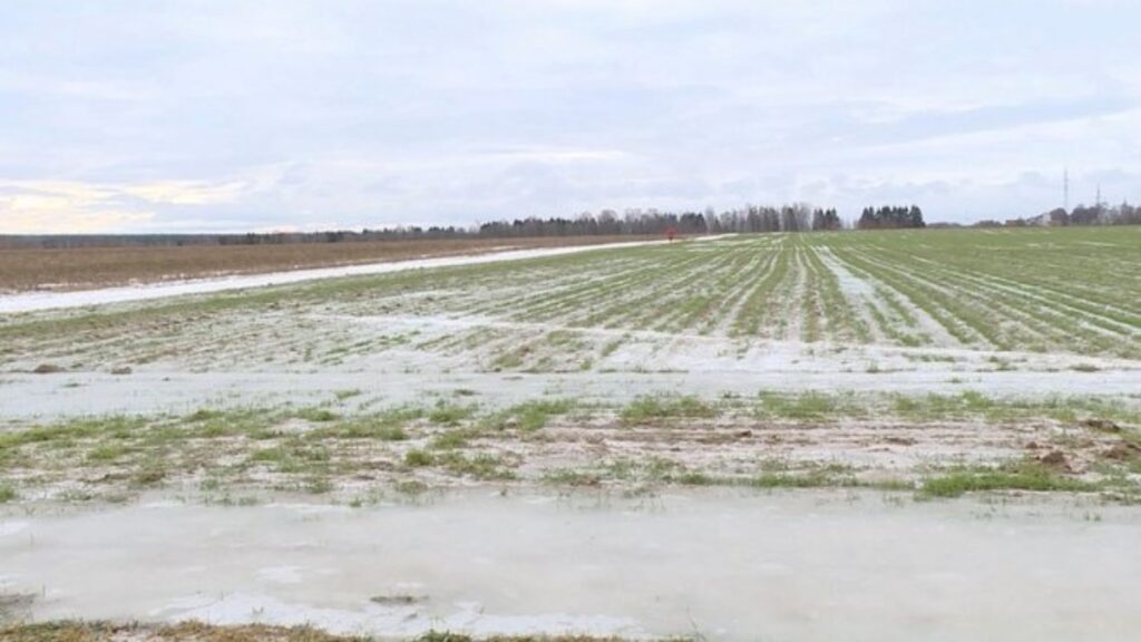 В Брянской области озимые находятся в хорошем состоянии