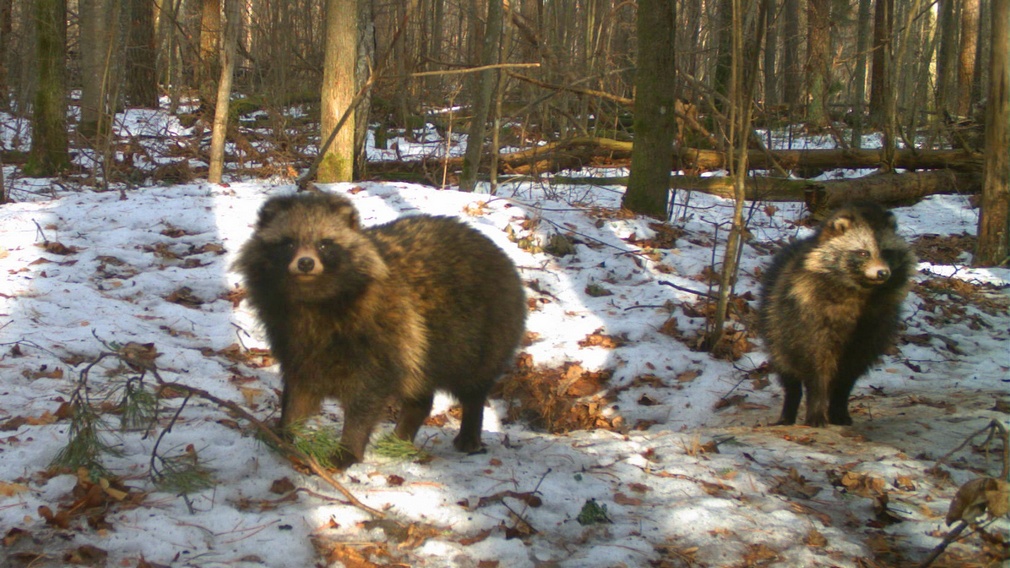 Брянцам показали сделанные фотоловушками снимки животных