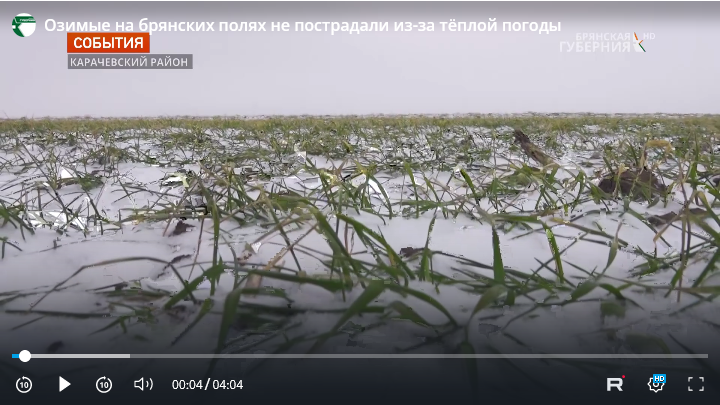 Благодаря теплой зиме озимые на брянских полях не пострадали
