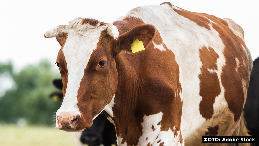 На Брянщине выросло поголовье крупного рогатого скота