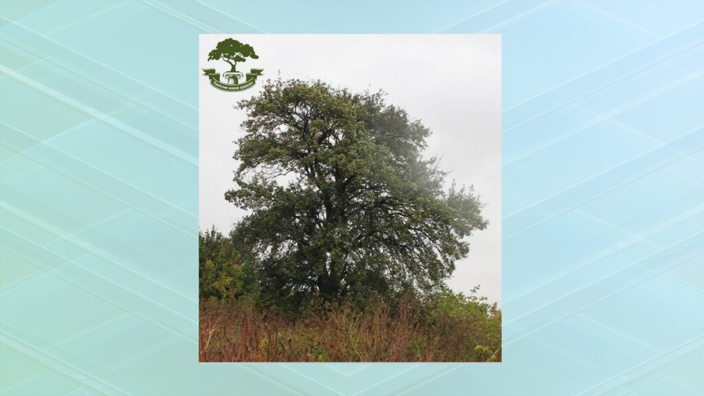 Брянская «Груша — кормилица» борется за звание «Российское дерево года»