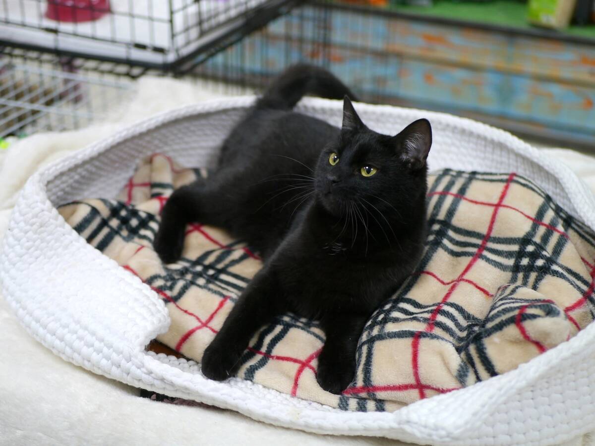 В Брянске пройдет очередная выставка кошек «Забери меня домой»