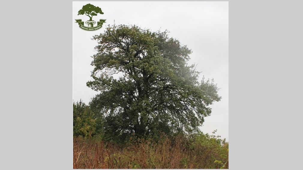 Жителей Брянщины приглашают проголосовать за «Грушу-кормилицу»