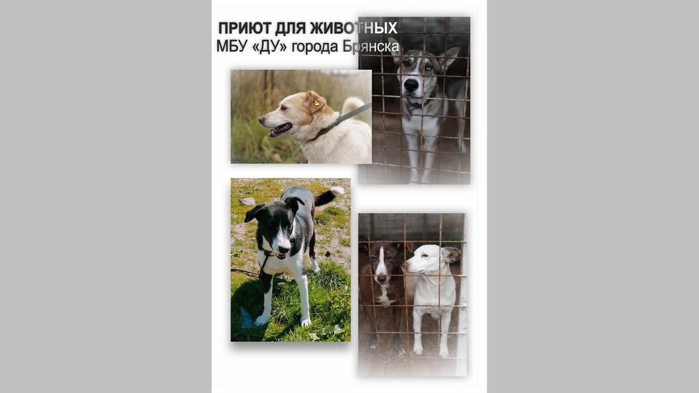 Брянцам предлагают взять в семью питомца из муниципального приюта