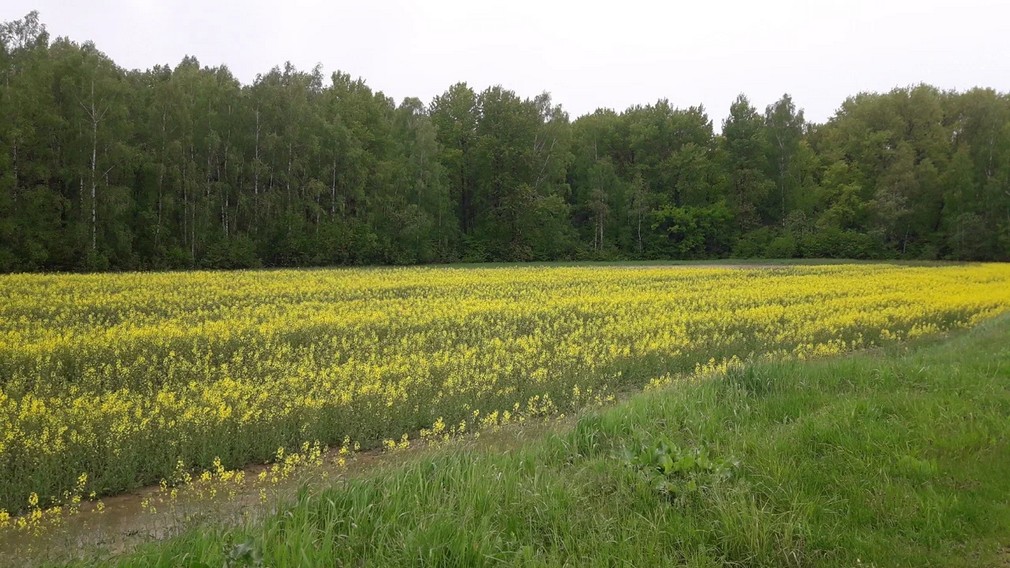 Брянские аграрии обеспечены семенами, удобрениями и техникой