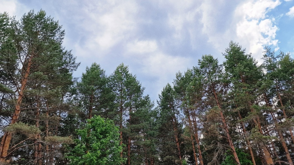 На Брянщине восстанавливают лесные насаждения