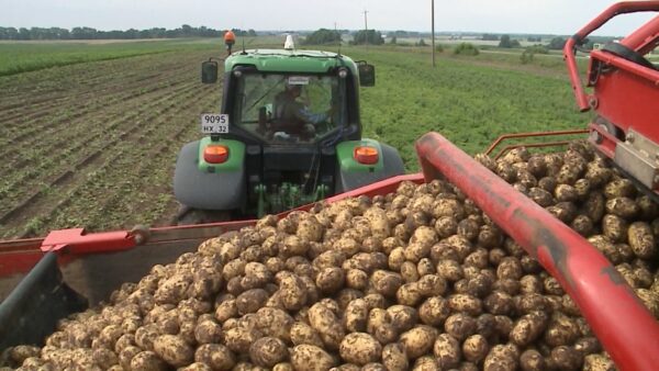 На Брянщине началась уборка раннего картофеля
