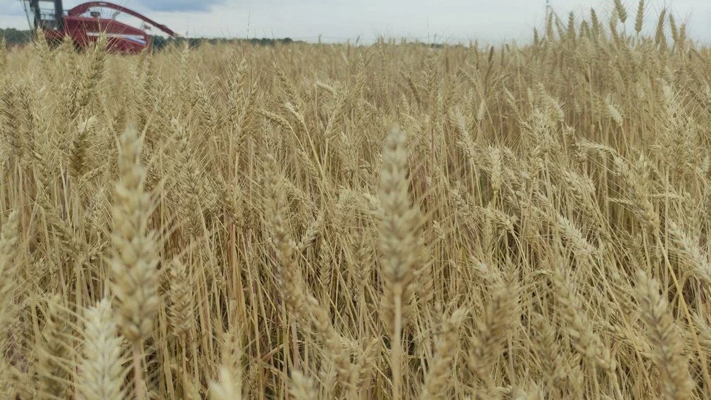 Брянские аграрии засеяли в нынешнем году  более 900 тыс. га