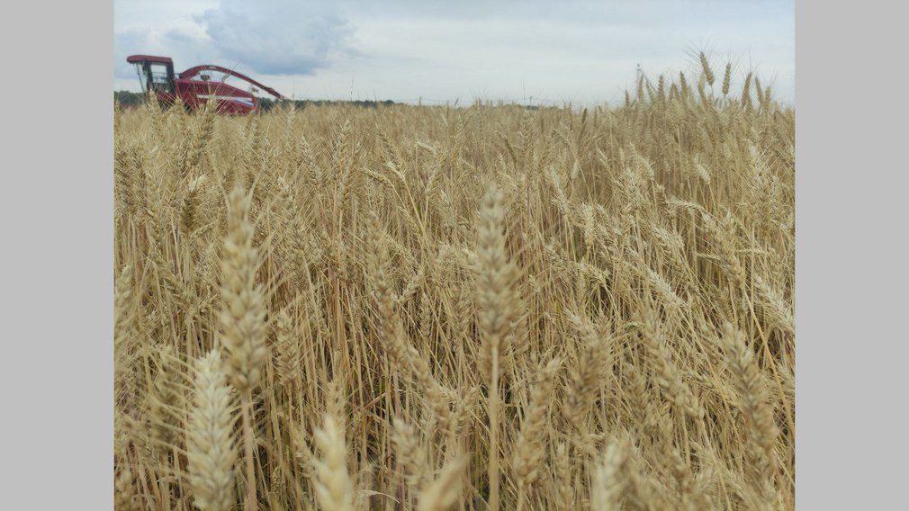 В Брянской области активными темпами продолжается уборка зерновых культур