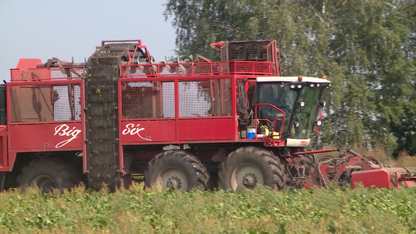В Брянской области началась уборка сахарной свеклы