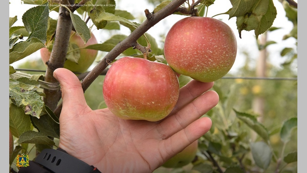В «Брянском саду» начался сбор яблок