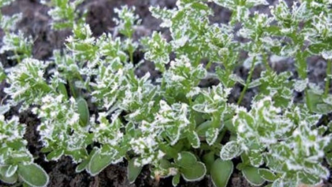 В Брянской области высеяли зимующий лен впервые