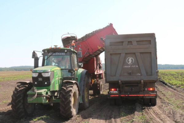 Стародубские аграрии убирают картофель