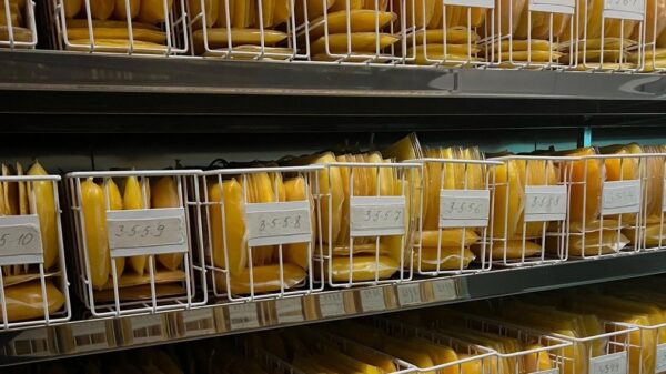 Брянскую станцию переливания крови за неделю  490 доноров посетили