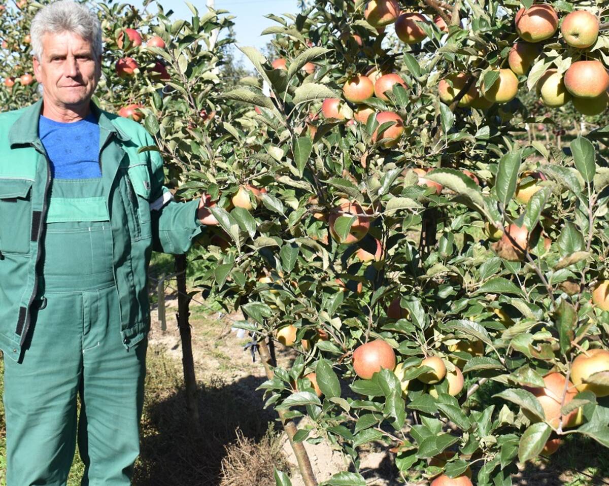 В Клетнянском районе убирают выращенный урожай яблок