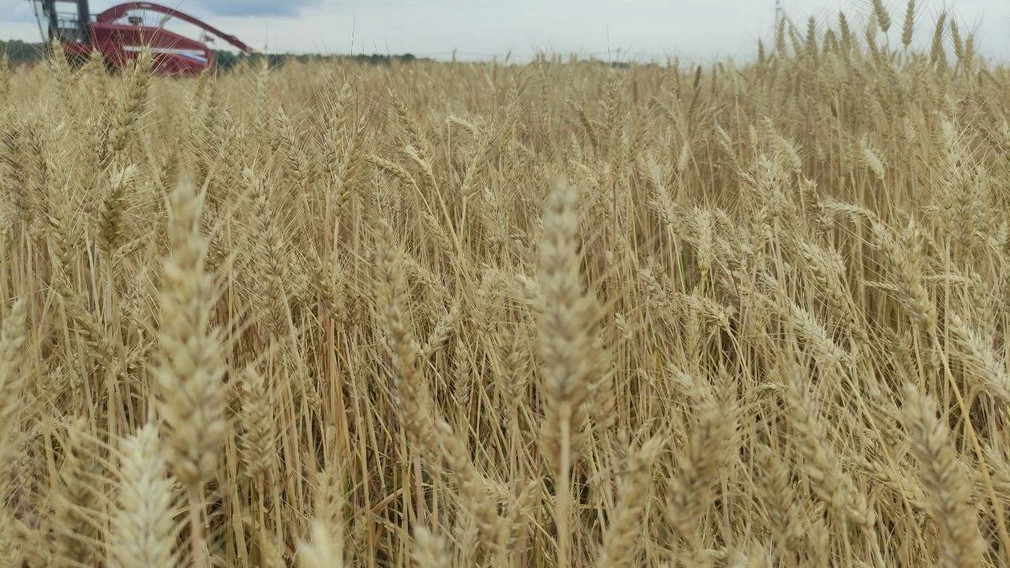 Сменив вектор развития на прибыльный, Брянщина стала лидером в АПК